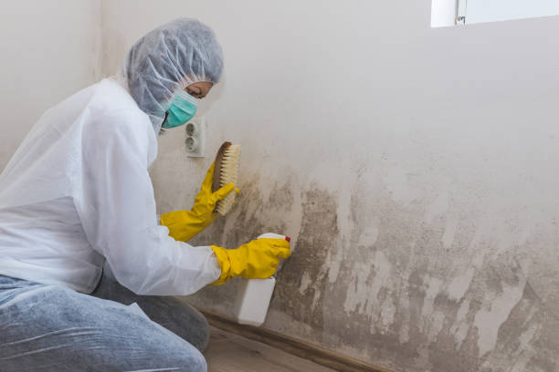 Office Mold Removal Services in Richardson, TX